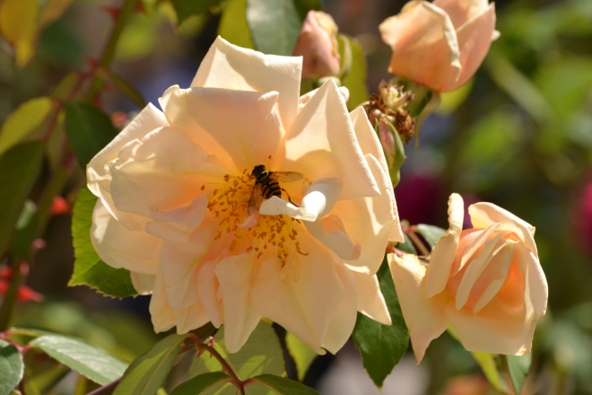 rosa con ape giardino botanico padova
